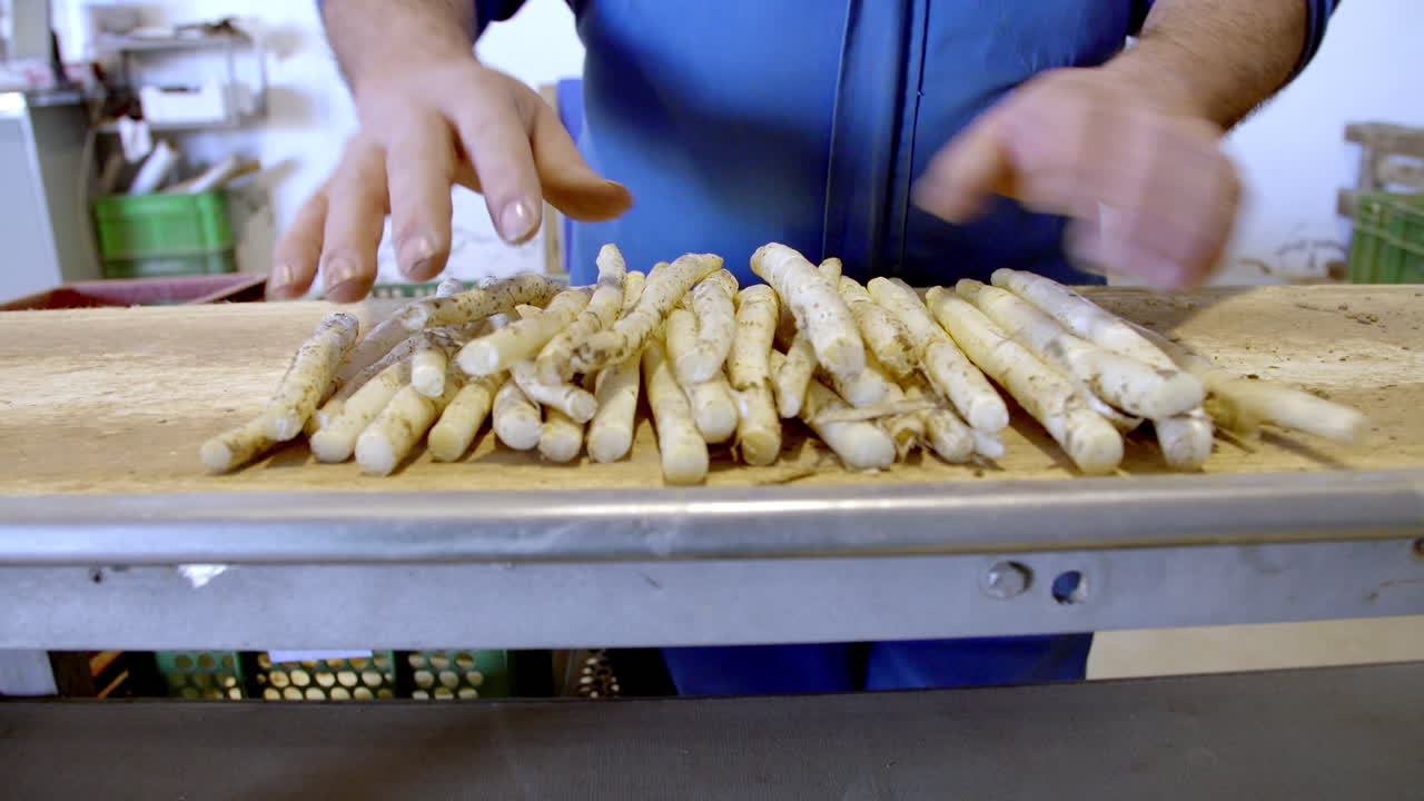Worker sorting white asparagus on a conveyor belt