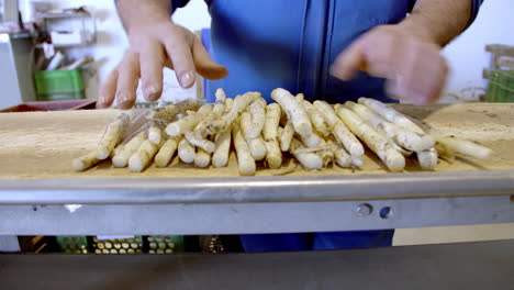 worker sorting white asparagus on a conveyor belt