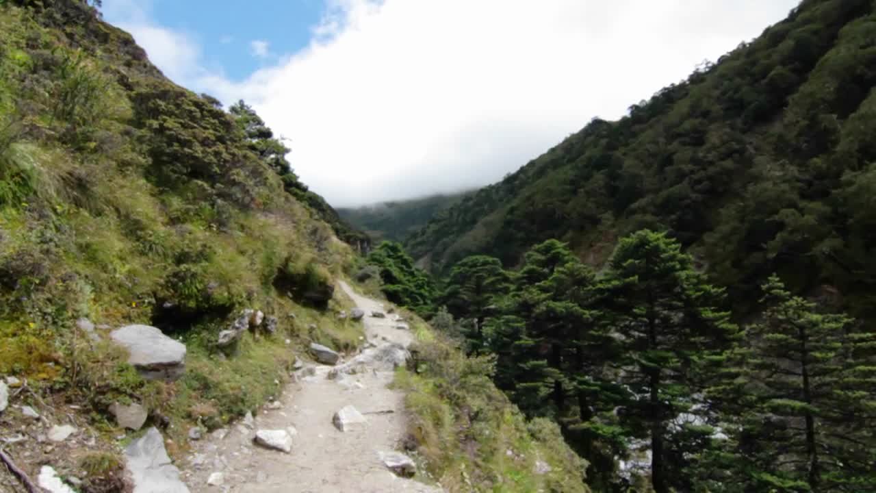 perro de montaña baja por el sendero