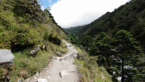 Mountain-trail-dog-comes-down-the-trail