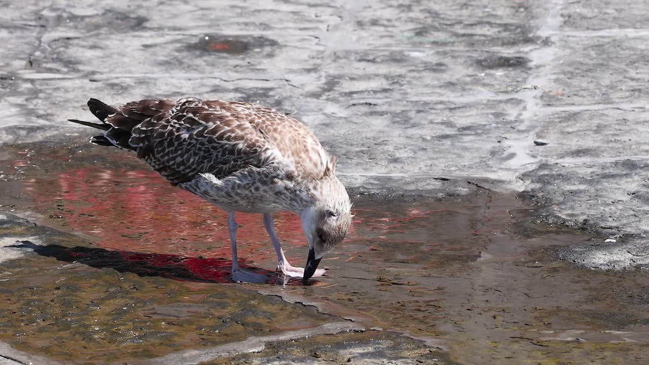 la gaviota picoteando en el suelo en sorrento, italia