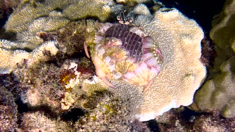 a large pink jeweled anemone hermit crab