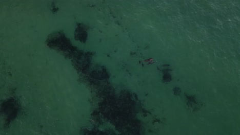 a tracking aerial shot of swimming dolphins on the surface of the open waters