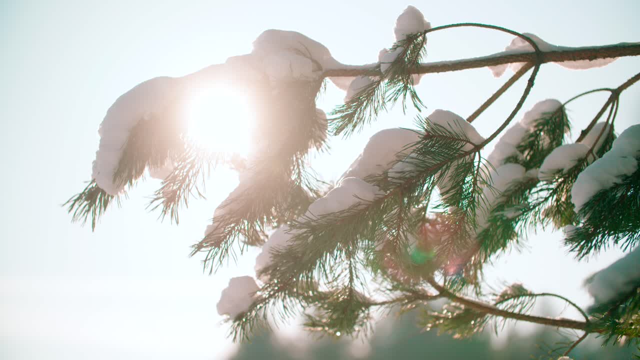 겨울에 눈 덮인 소나무 가지의 클로즈업