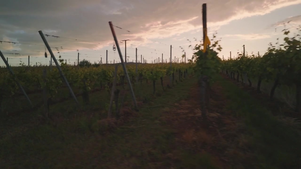 Lungo i pittoreschi filari di un vigneto francese al tramonto. Ripresa fluida, laterale