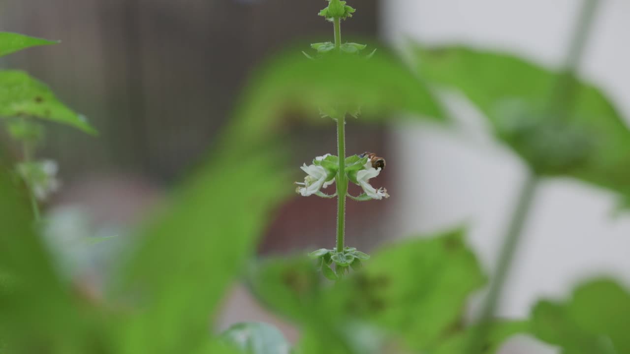 Fuzzy teddy bear bee lands on flower to collect pollen in macro slow motion with foreground plants framing the shot. Golden-brown native bee pollinating blossom in center of frame in natural daylight