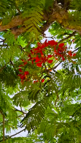 Gorgeous vibrant colored bottom up vertical video of green palm trees and flower blossoms during a sunny day in Gran Canaria Spain while wind is moving the plants smoothly. Blue sky visible in back.