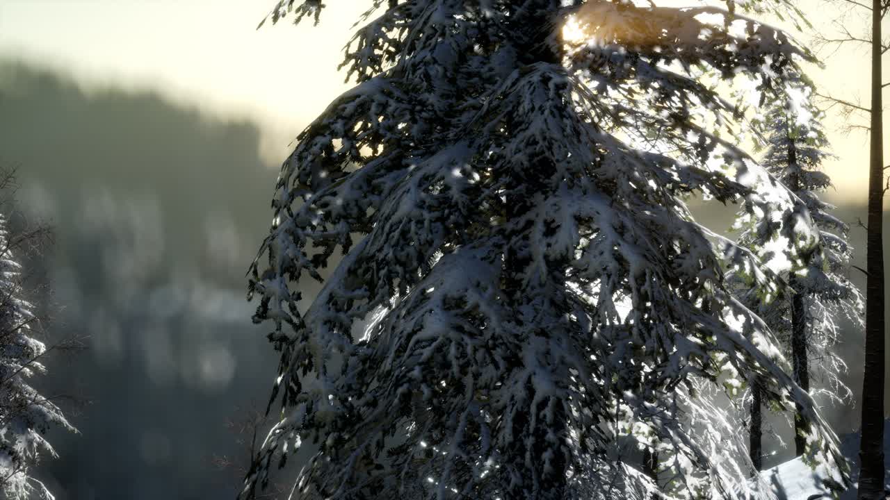 великолепная рождественская сцена в горном лесу. красочный зимний восход солнца