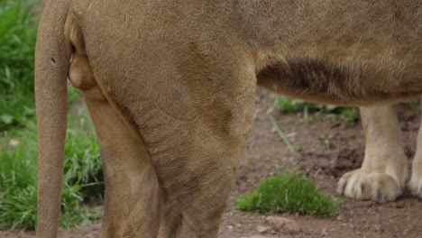 close up of lion from hind legs to head