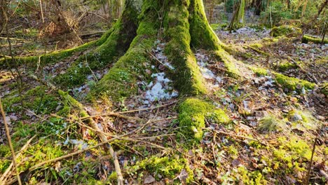 large spruce tree trunk, mossy roots stretch out across forest floor, soft light