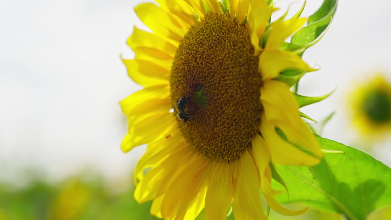 Small bee insect pollinates yellow Sunflower seed heads Slow motion