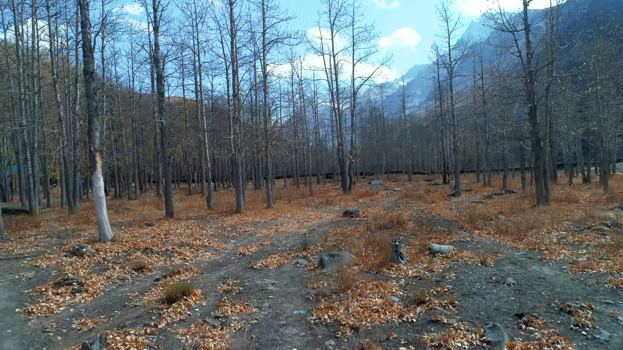 Trees shedding leaves in a beautiful mountain valley during autumn. Mighty Himalayas in background.