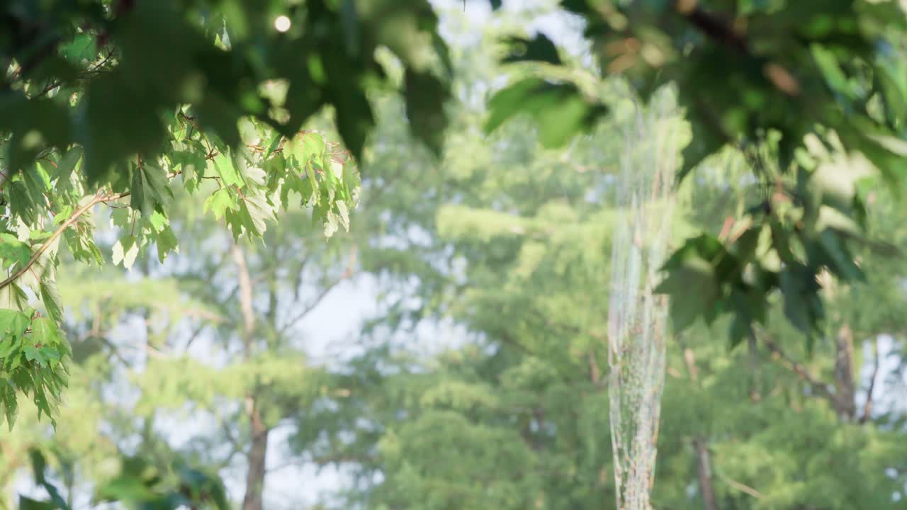 배경에서 전경까지 사이프러스 숲 풍경 초점 랙