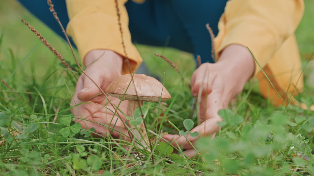 Careful harvest near campsite. Closeup of person harvesting mushroom on damp ground with focus. Individual delicately picks mushroom from moist earth close to encampment with attention