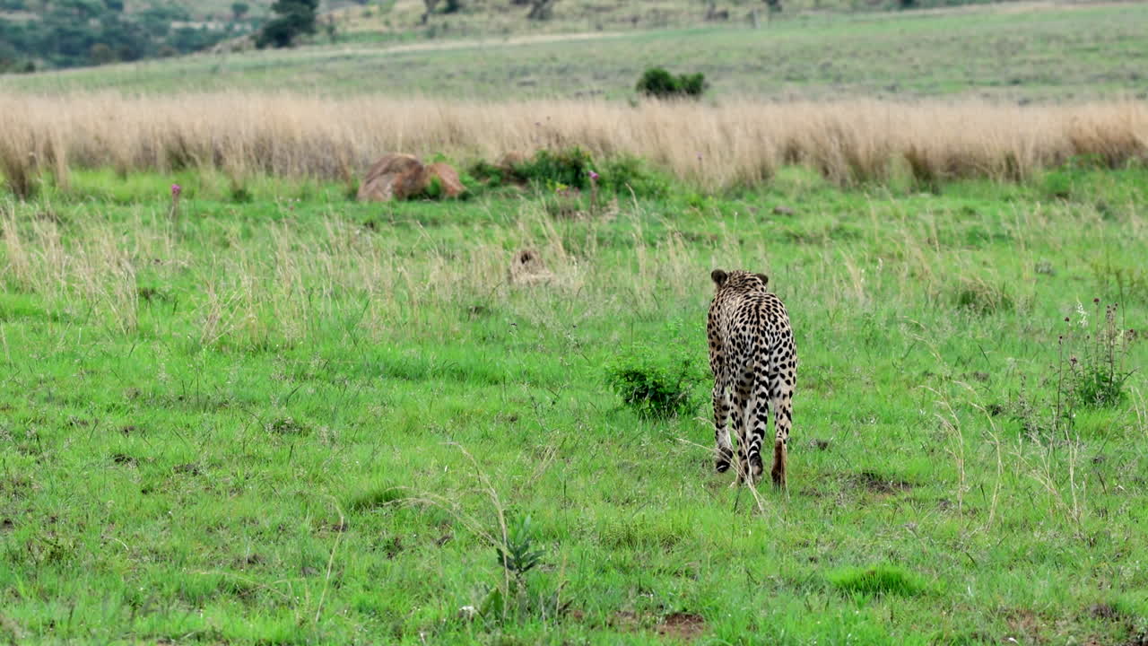 A cheetah walking across a grassy savanna, tired and heading toward its sibling nearby