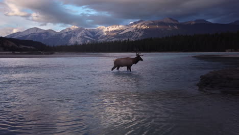 lone bull elk crossing on tranquil lake with snow-capped rock mountains in background, alberta,canada