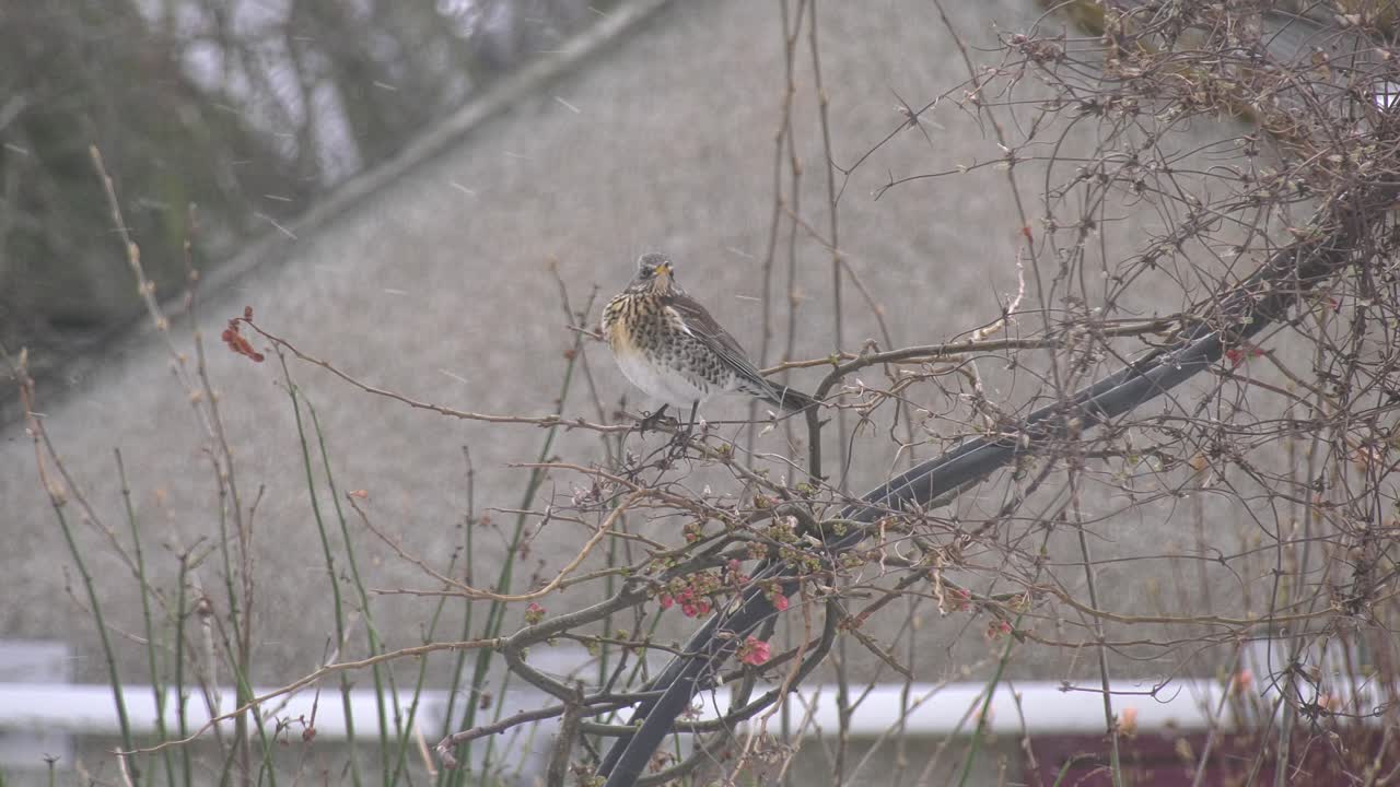 fieldfare encaramado esperando que pase la lluvia de nieve
