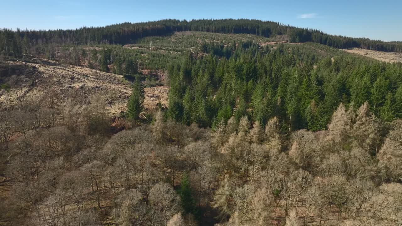 Flying over dead trees towards green pines. Grizedale Forest, Cumbria, UK.