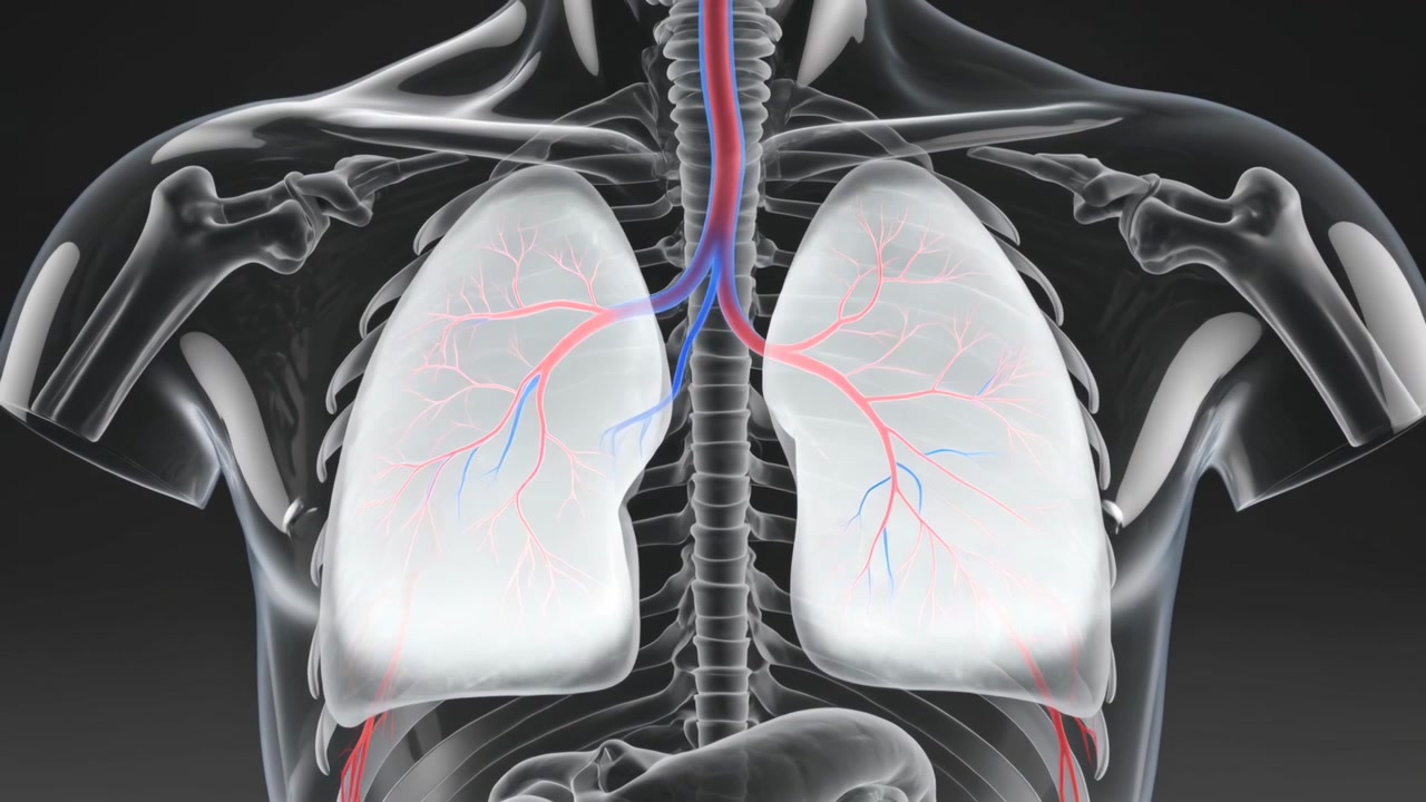 Animazione di un torace traslucido che rivela trachea, bronchi e vasi in un rendering medico per scopi educativi.