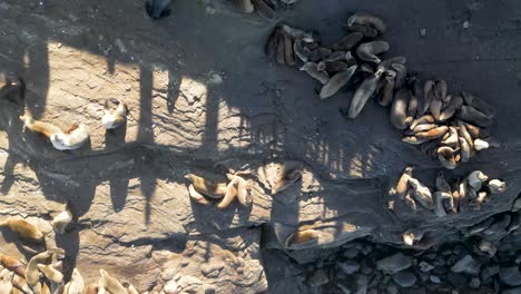 4k drone footage straight down of sea lions sunning themselves and playing on the cliffs at la jolla cove in san diego california