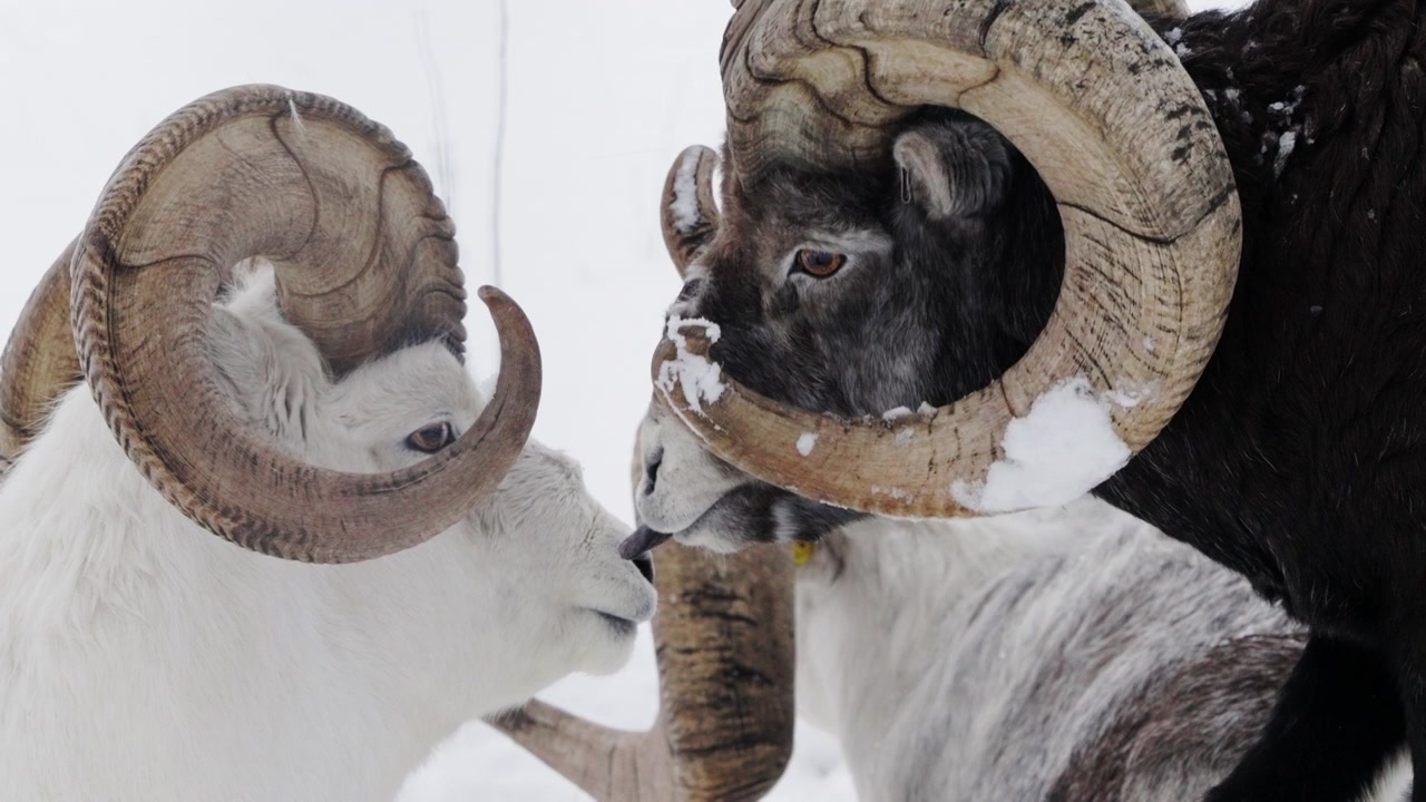 Whitehorse, Yukon Bölgesi, Kanada'da kış karı sırasında bir grup erkek Stone koyunu ve Dall koyunu. Yakın çekim.