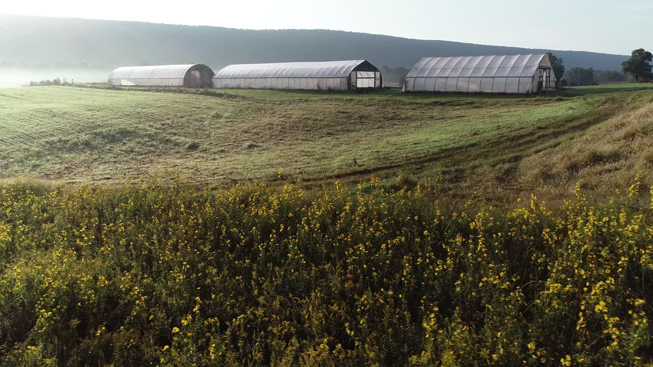 vista aérea ascendente de susans de ojos negros salvajes en un campo con invernaderos y tierras de cultivo más allá en la luz brumosa de la mañana