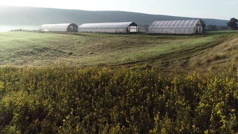 aerial rising view of wild black eyed susans in a field with greenhouses and farmland beyond in the misty morning light