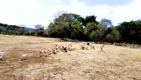 Vista-De-Drones--Bosque-De-África--Incendio-Forestal-De-África