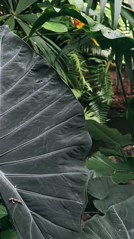 close-up of a large tropical leaf