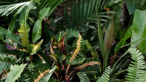 variety of tropical plants swaying in the wind