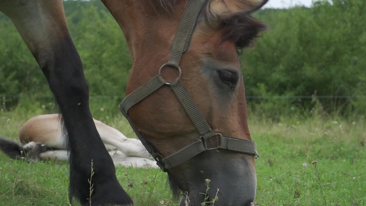Close-Up Of Horse's Head Grazing On Green Farmland Grass, Feeding On Pasture