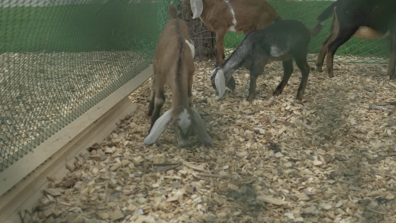 어린 염소 들 은 창고 에