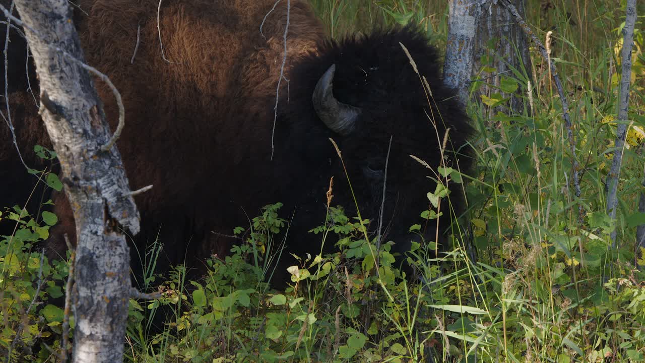 Close-up behaviour: Large bison scratches horned head on small tree