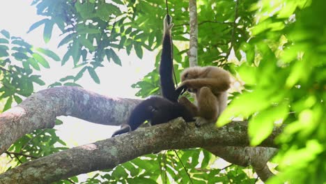 white-handed gibbon, hylobates lar, kaeng krachan national park, thailand