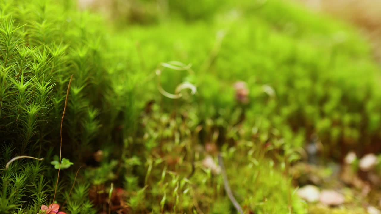 Primo piano di muschio e piccole piante