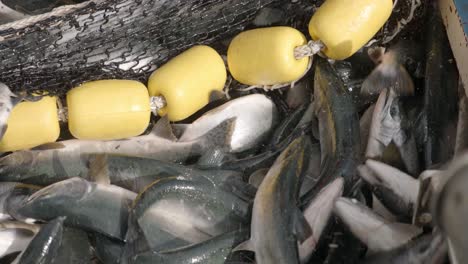 close up, bunch of caught salmon fish twitching in fishing net, slow motion