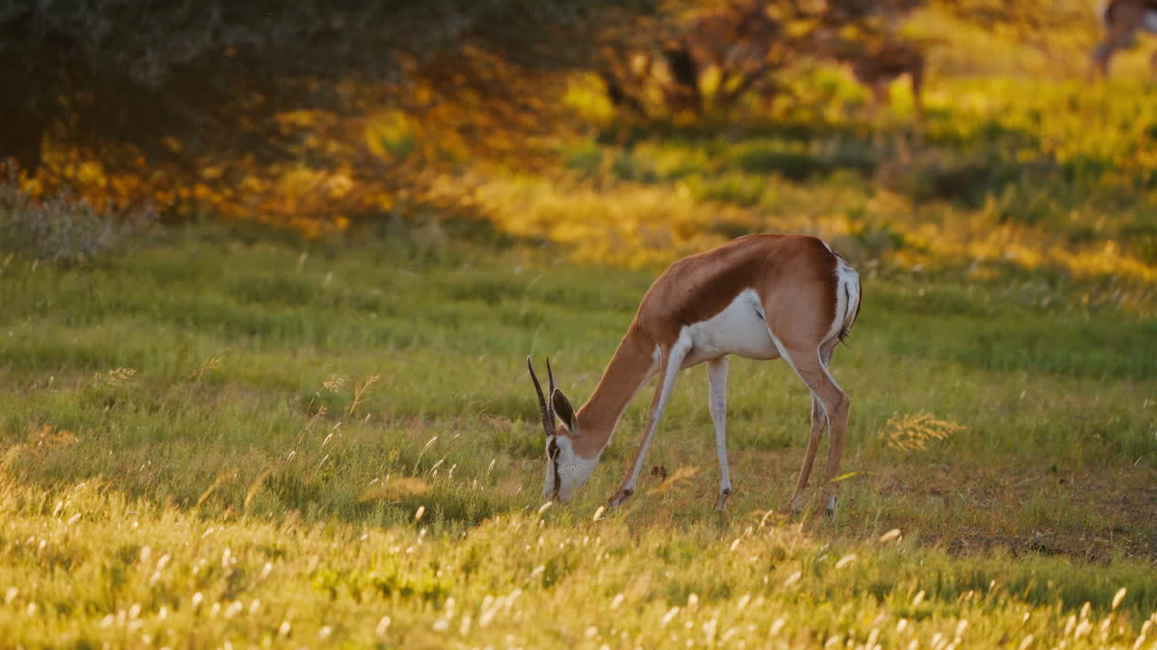 Springbok in a field at sunset