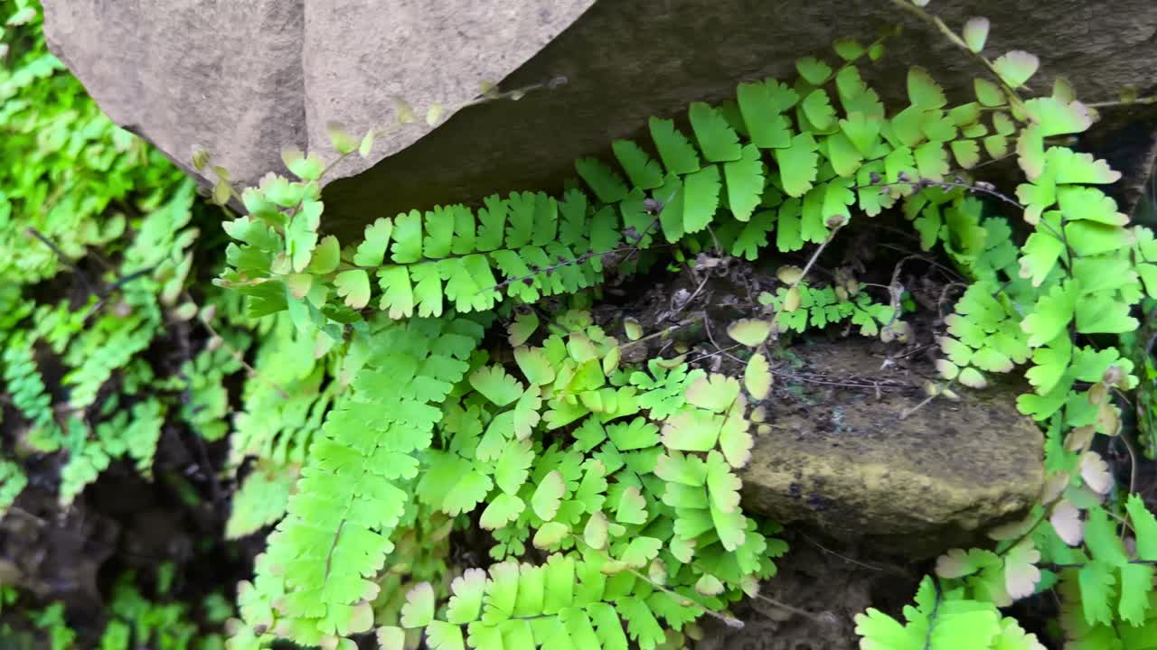 Tracking shot of Maidenhair Fern, or Adiantum capillus veneris, also known as the Southern Maidenhair Fern or Venus Maidenhair Fern growing in the nature after the rain