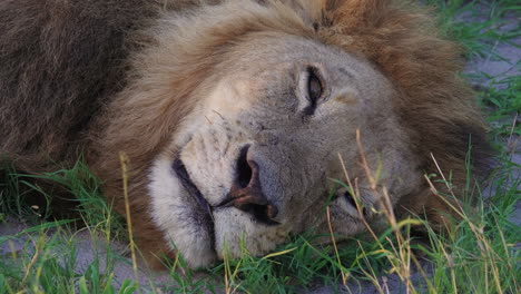 León-De-Crin-Negro-Descansando-En-El-Suelo-En-El-Delta-Del-Okavango,-Botswana,-áfrica