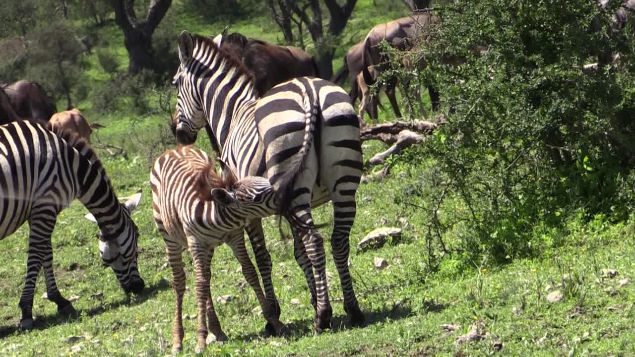 Una madre zebra allatta il suo cucciolo nella verde savana africana mentre altre zebre pascolano nelle vicinanze.
