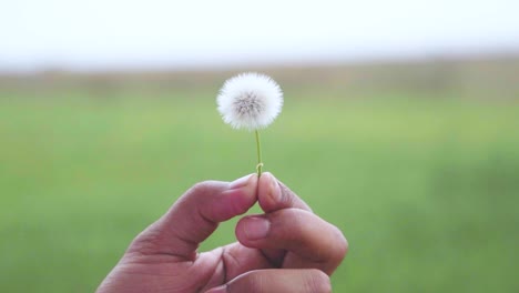 Slow-motion-Shot-of-Dandelion-flower-being-blown-with-a-green-background-on-an-overcast-day