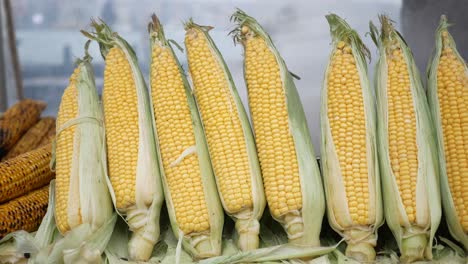 freshly grilled corn on the cob