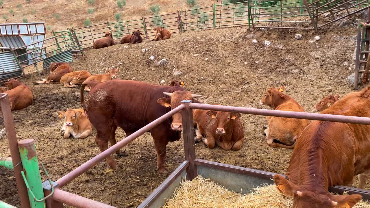 Mucche che si rilassano e mangiano fieno ed erba secca, animali in una fattoria in Spagna, dalla fattoria alla tavola, allevamento ecologico, ripresa in 4K.