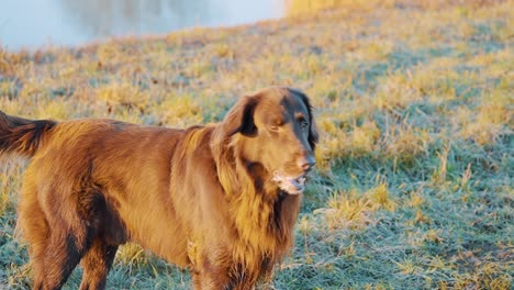 Retrato-De-Perro-Golden-Retriever-Parado-En-La-Playa-Junto-A-Un-Lago,-Cámara-Lenta