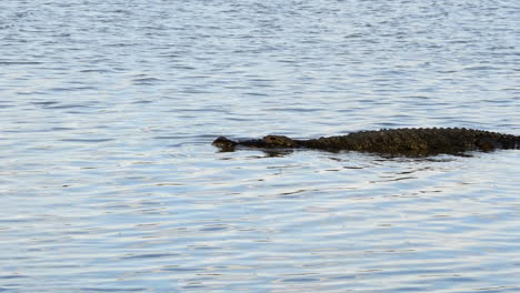 Ein-Krokodil,-Das-Im-Wasser-Schwimmt