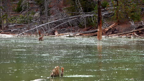 raindrops splash in slow motion onto the surface of a pond surrounded by trees and downed wood