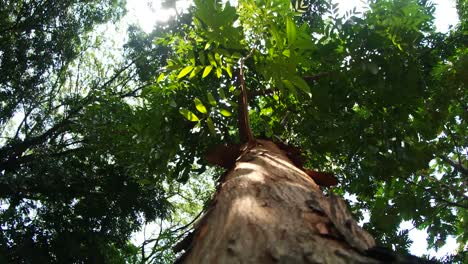 looking up at a tall tree in a lush forest
