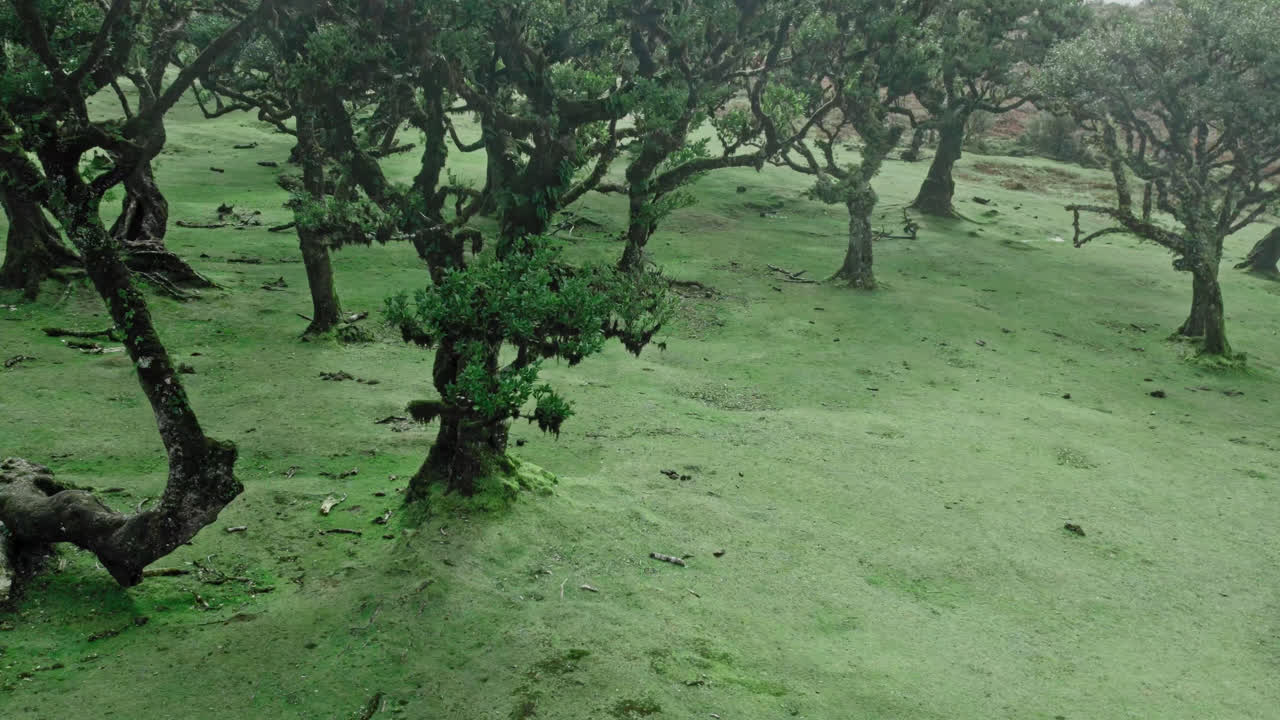 Misty Laurel Forest with Mossy Trees