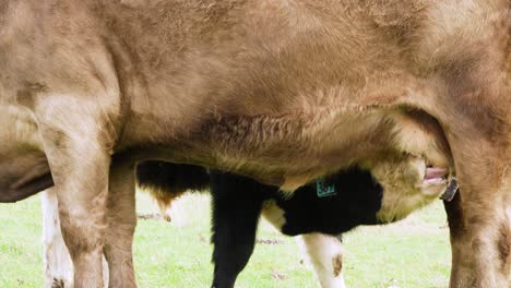 close-up of a calf suckling