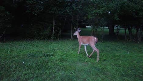 buck deer walking in forest area grazing-1